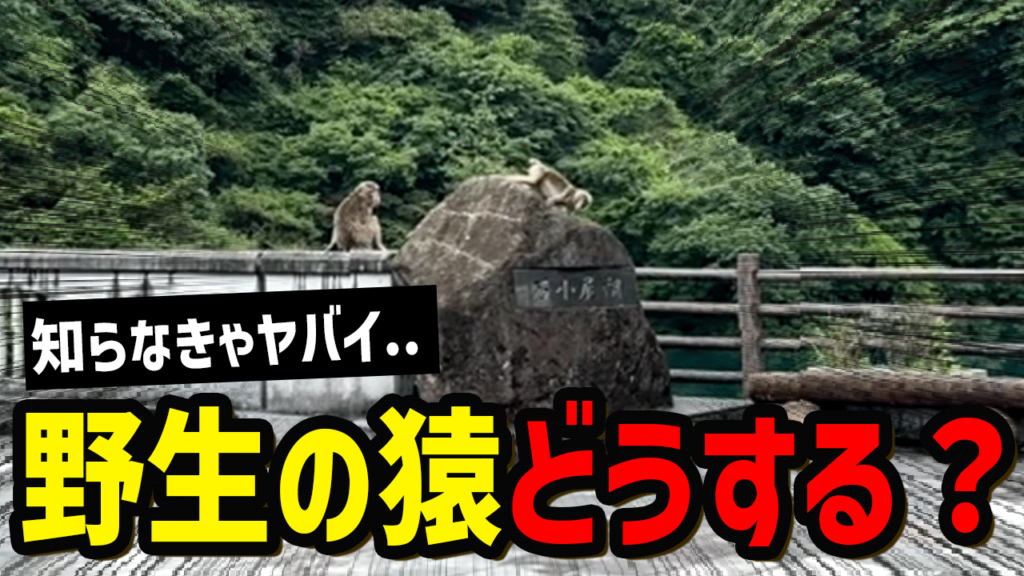 野生の猿と遭遇したときの対処法5選