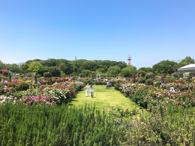 京成バラ園