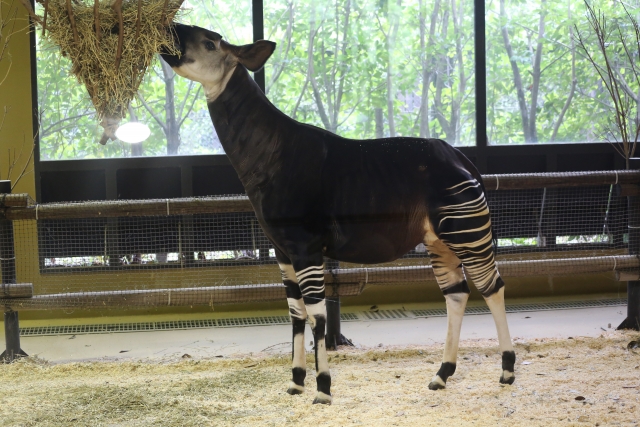 よこはまズーラシア　オカピ