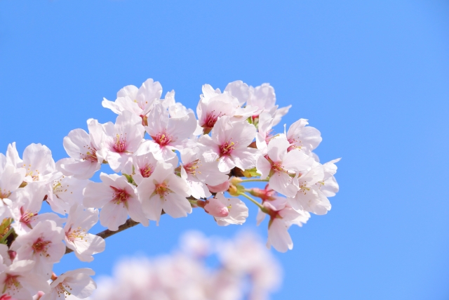 桜のイメージ