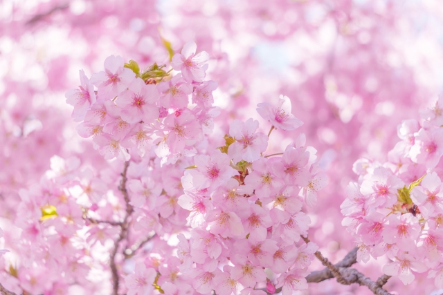 桜のイメージ