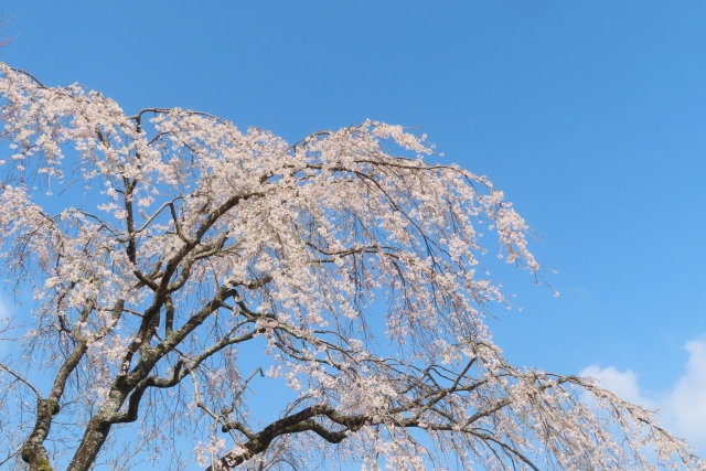 桜のイメージ