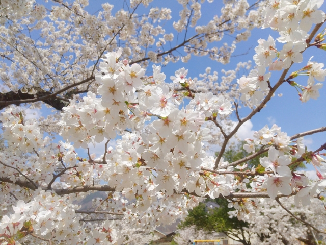 桜のイメージ