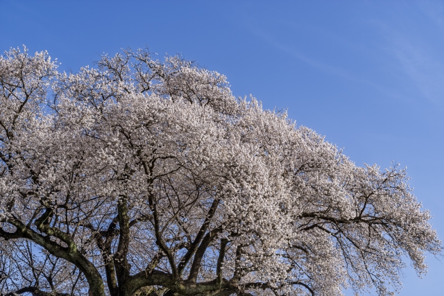桜のイメージ