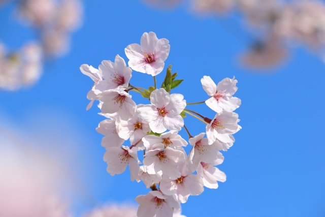 桜のイメージ