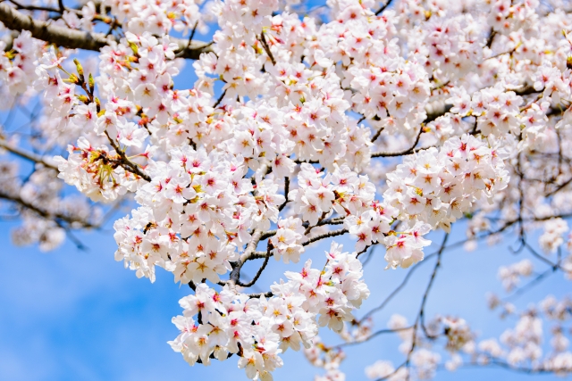 桜のイメージ