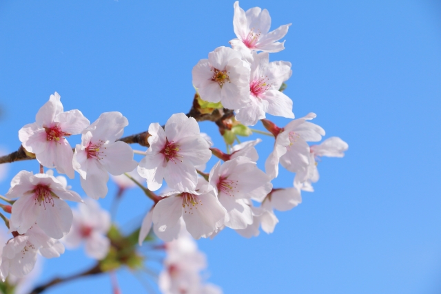 桜のイメージ
