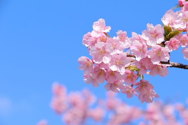 桜のイメージ