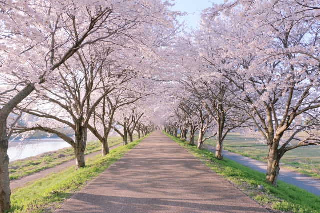 桜のイメージ