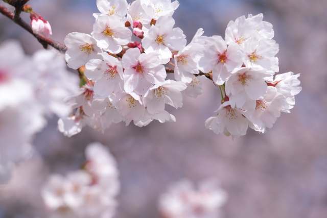桜のイメージ