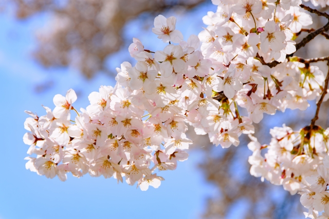 桜のイメージ